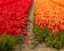 Netherlands02