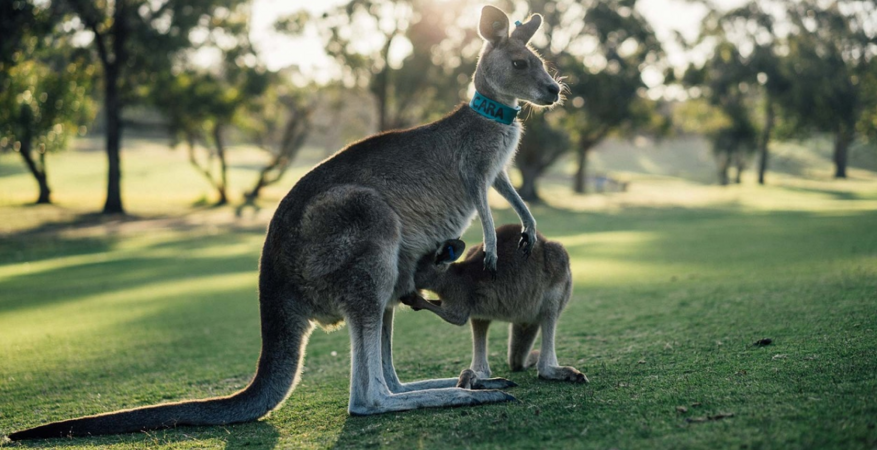 Australia03