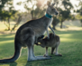 Australia03